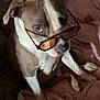 dog, glasses, brown_and_white, sitting, blanket, couch, floral_pattern, pet, indoor, cozy, looking_up, tortoiseshell_glasses, fur, canine, ear, paw, snout, comfort, relaxed, portrait
