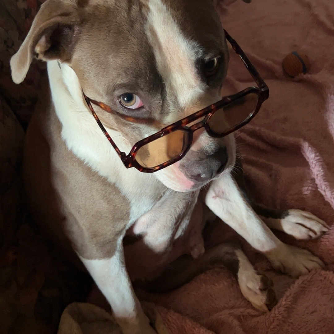 Deam a rejoint le concours — aidez-le/la à gagner de superbes lots ! blanket, brown_and_white, canine, comfort, couch, cozy, dog, ear, floral_pattern, fur, glasses, indoor, looking_up, paw, pet, portrait, relaxed, sitting, snout, tortoiseshell_glasses