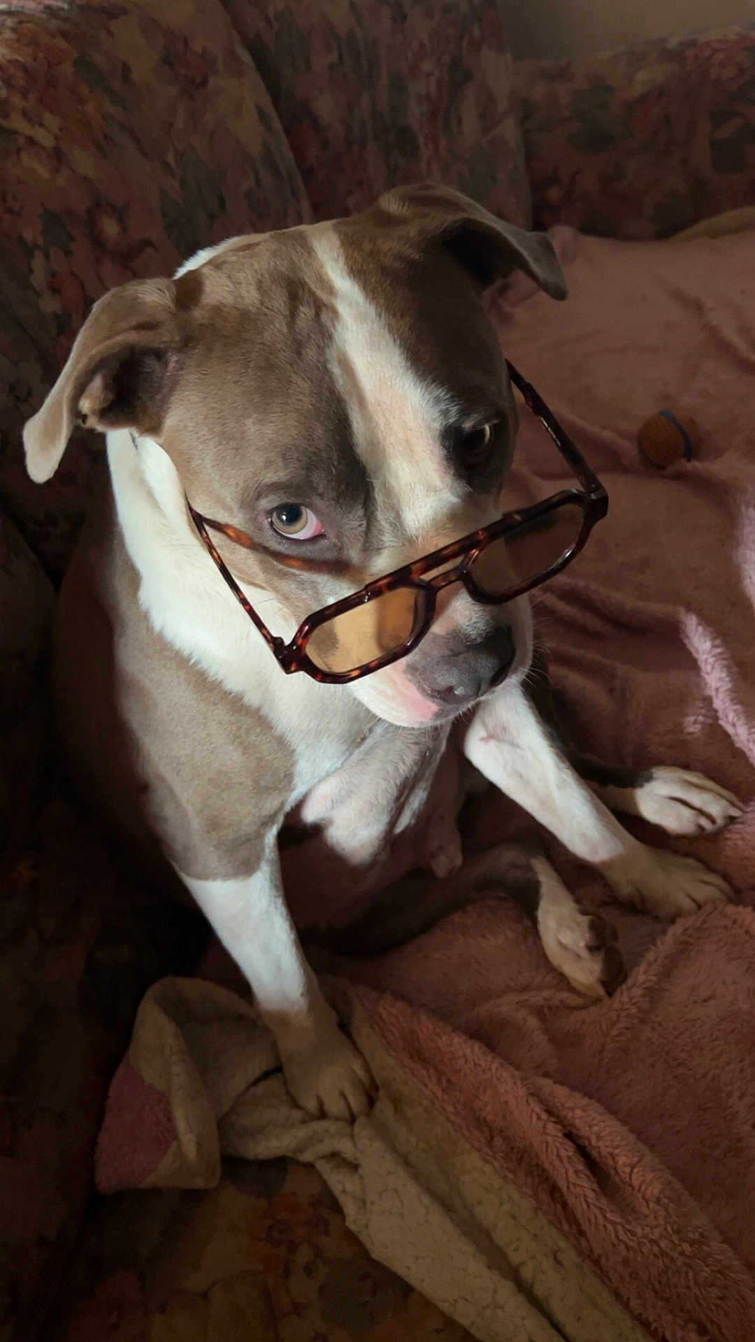 Deam a rejoint le concours — aidez-le/la à gagner de superbes lots ! dog, glasses, brown_and_white, sitting, blanket, couch, floral_pattern, pet, indoor, cozy, looking_up, tortoiseshell_glasses, fur, canine, ear, paw, snout, comfort, relaxed, portrait