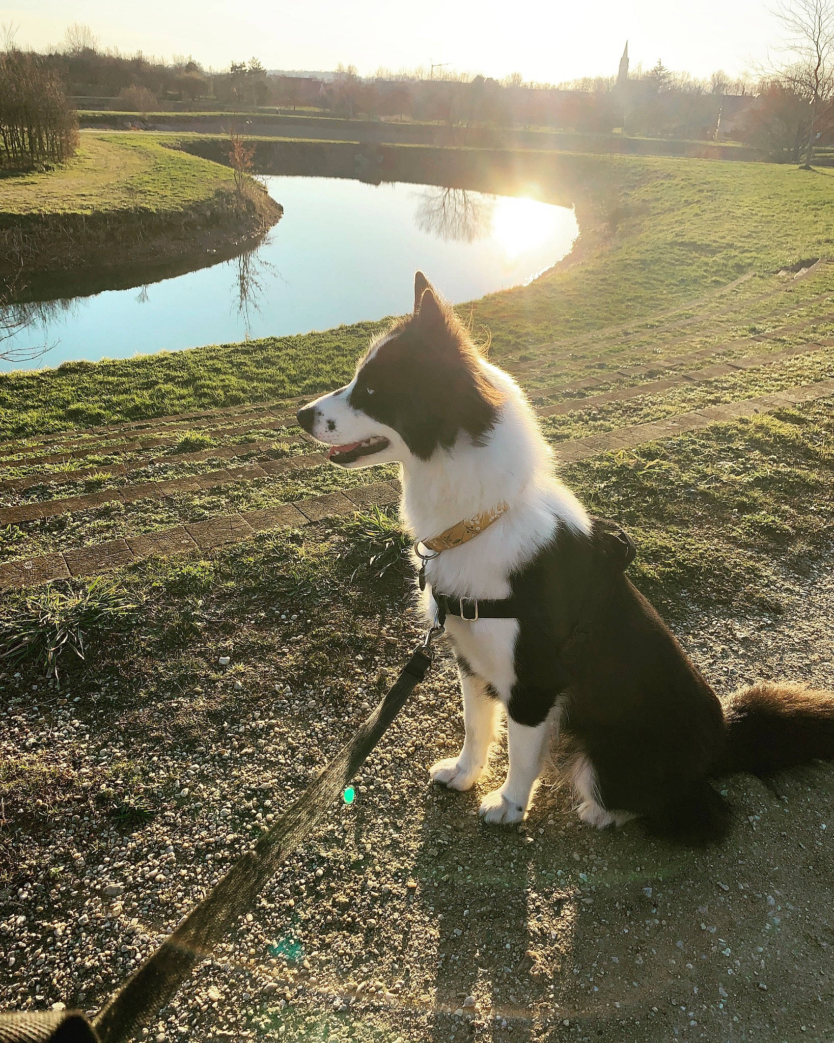 Shelby participe au concours pour gagner de l'argent avec cette photo : carnivore, collar, companion_dog, dog, dog_breed, fashion_accessory, grass, herding_dog, lake, landscape, leash, morning, natural_landscape, plant, sky, sporting_group, sunlight, tail, tree, water