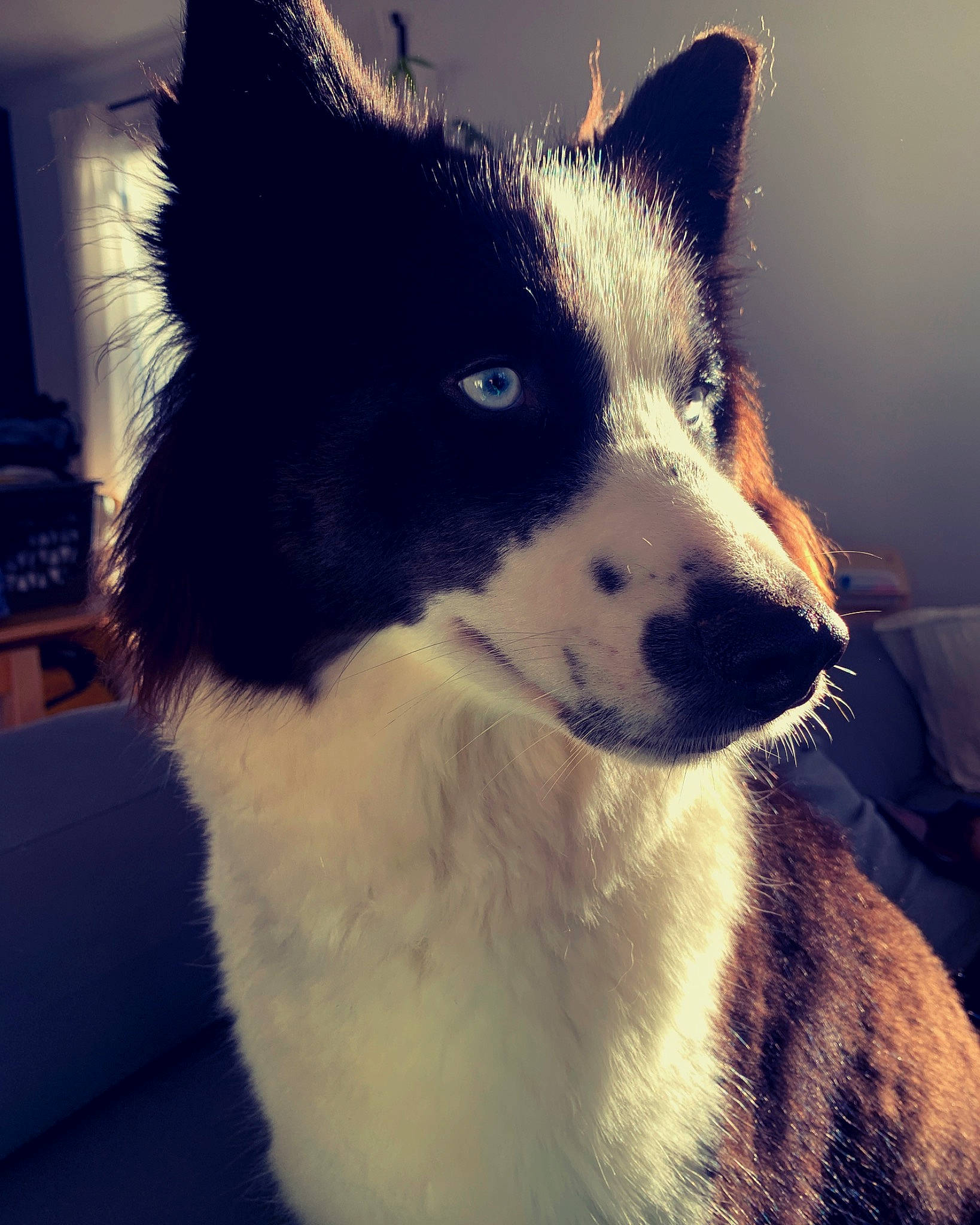 Shelby participe au concours pour gagner de l'argent avec cette photo : canidae, carnivore, collar, companion_dog, dog, dog_breed, fur, herding_dog, monochrome_photography, plant, snout, sporting_group, square, tail, tints_and_shades, whiskers, wind_wave, window, working_animal, working_dog