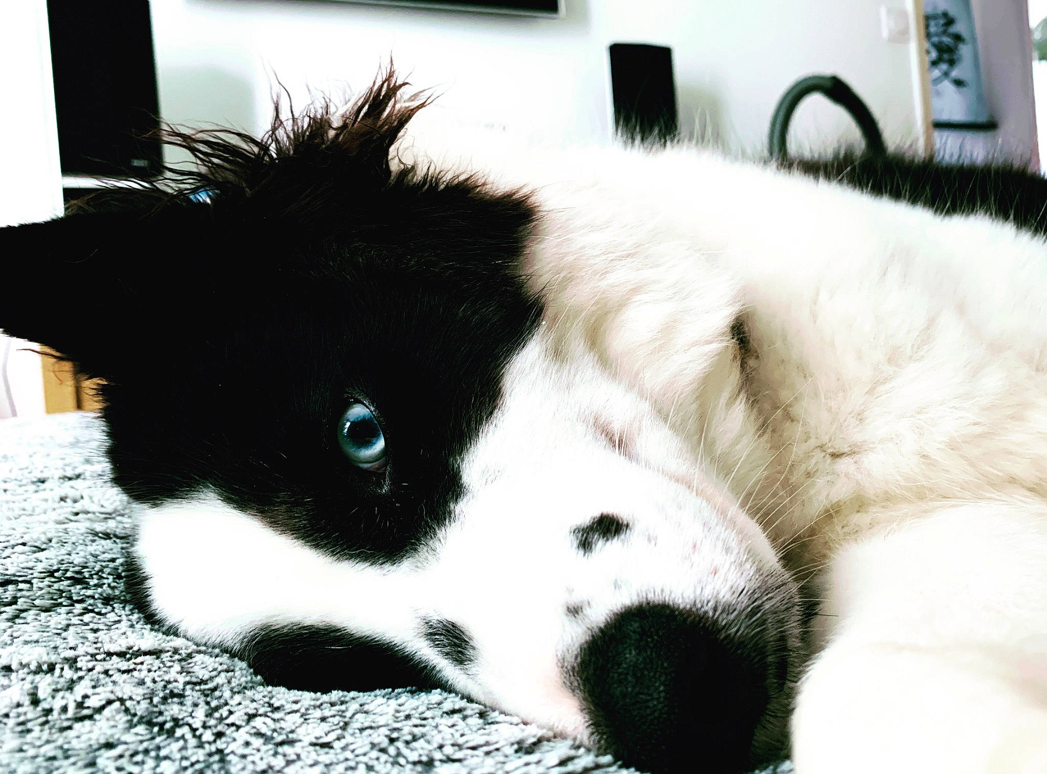 Shelby a rejoint le concours — aidez-le/la à gagner de superbes lots ! border_collie, bored, canidae, carnivore, companion_dog, dog, dog_breed, dog_supply, fur, herding_dog, non_sporting_group, paw, puppy, snout, sporting_group, terrestrial_animal, whiskers, working_animal, working_dog