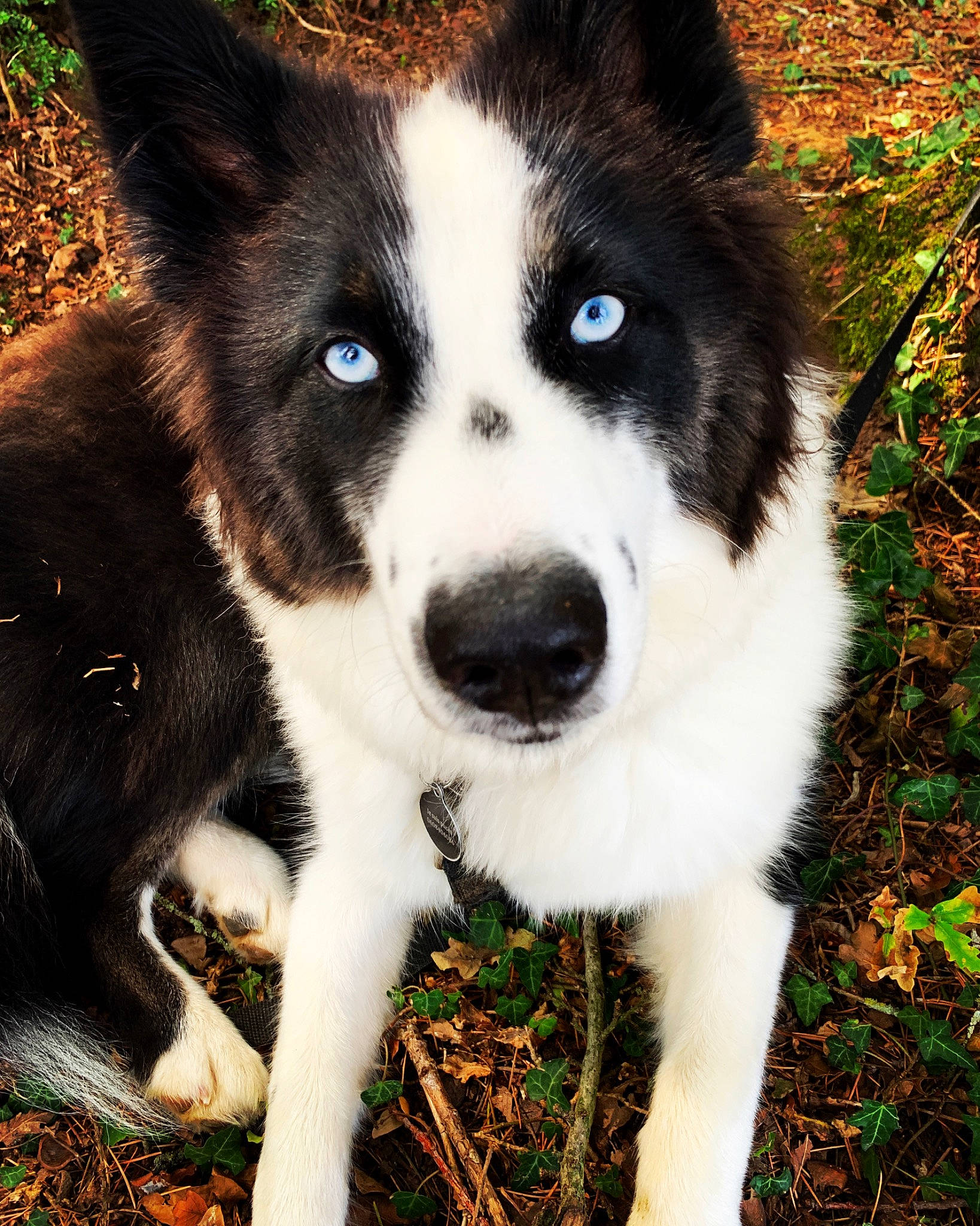 Shelby participe au concours pour gagner de l'argent avec cette photo : ancient_dog_breeds, art, canidae, carnivore, companion_dog, dog, dog_breed, fur, grass, herding_dog, non_sporting_group, plant, puppy, sled_dog, snout, sporting_group, terrestrial_animal, whiskers, working_animal, working_dog