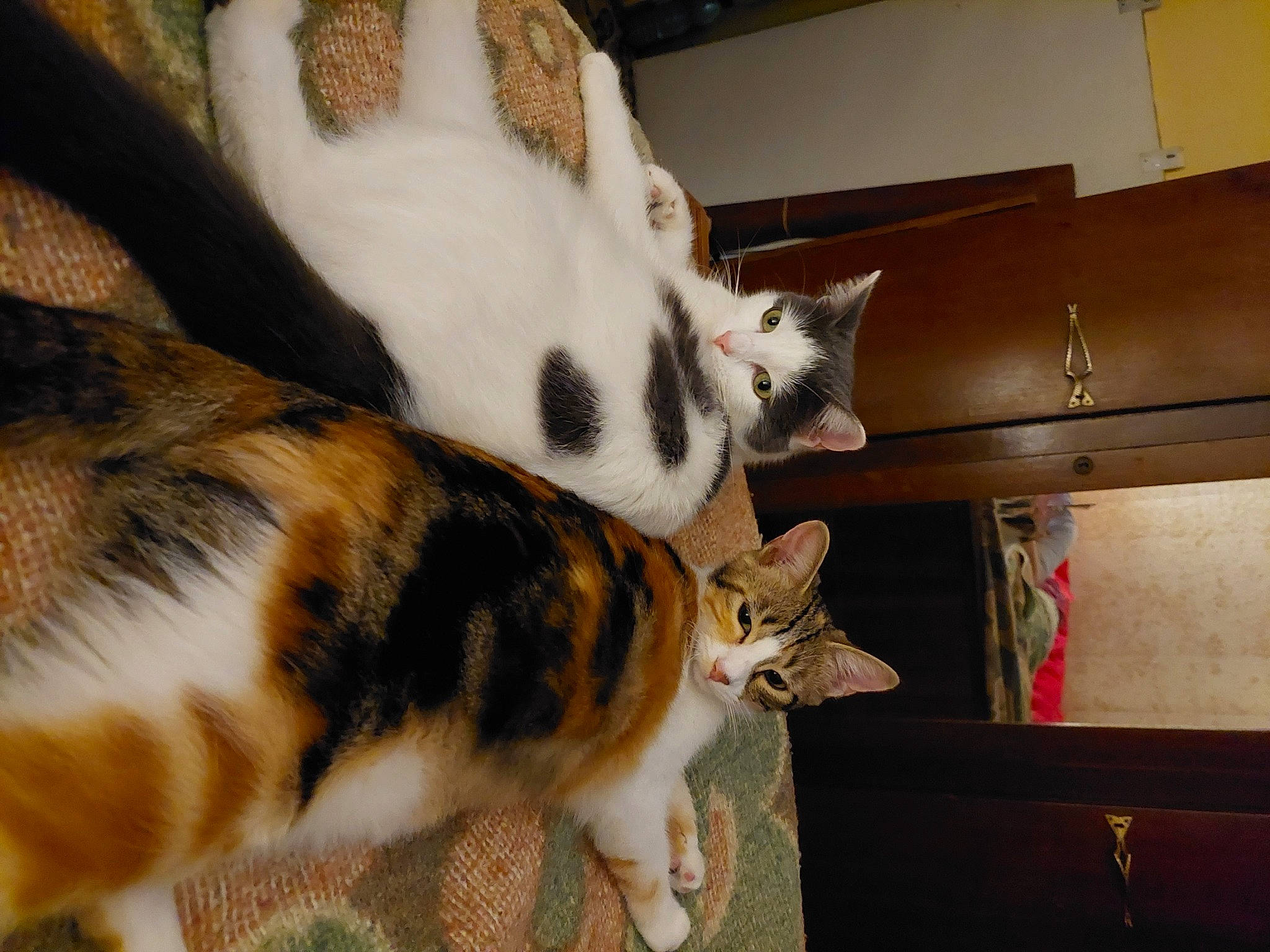 Salsa participe au concours pour gagner de l'argent avec cette photo : box, carnivore, cat, comfort, domestic_short_haired_cat, eye, fawn, felidae, fur, mammal, nap, paw, shelf, small_to_medium_sized_cats, snout, tail, terrestrial_animal, vertebrate, whiskers, wood