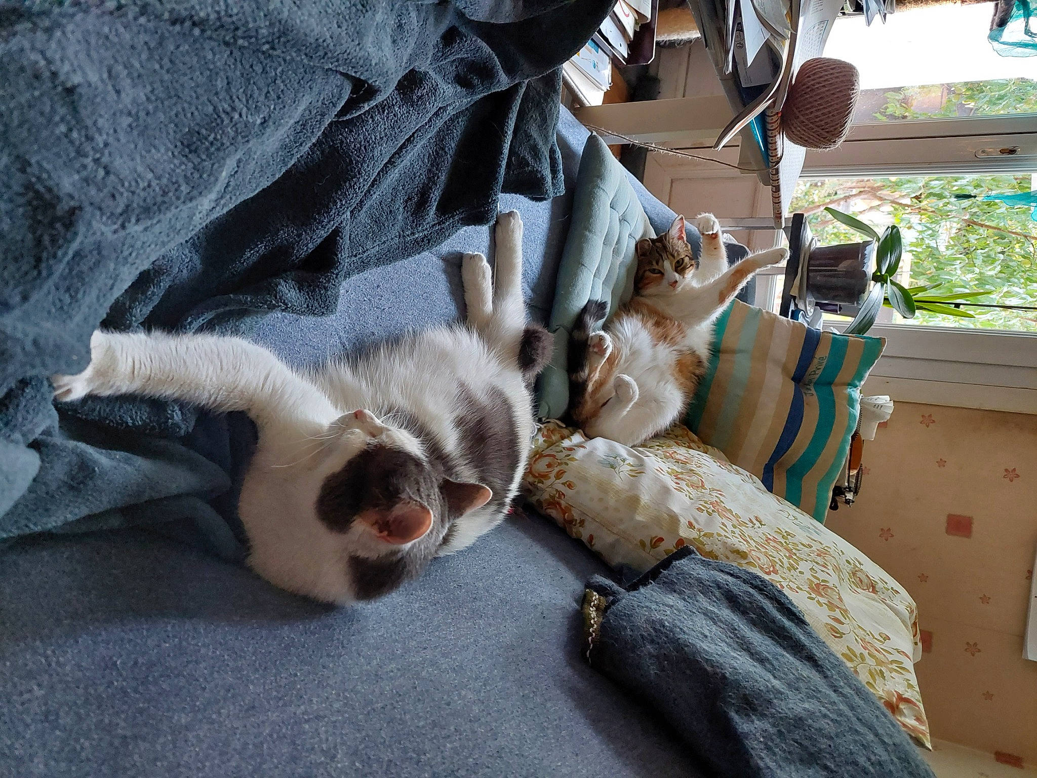 Salsa participe au concours pour gagner de l'argent avec cette photo : canidae, carnivore, cat, comfort, companion_dog, dog_breed, domestic_short_haired_cat, fawn, felidae, fur, human_leg, linens, paw, small_to_medium_sized_cats, sporting_group, tail, tree, whiskers, window, wood