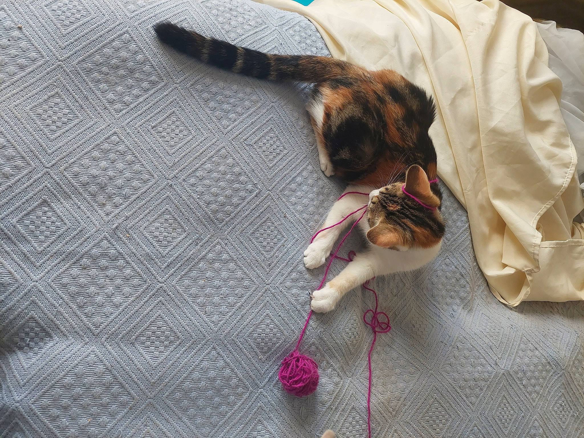 Hermione participe au concours pour gagner de l'argent avec cette photo : canidae, carnivore, claw, companion_dog, dog, dog_breed, fashion_accessory, fawn, felidae, flooring, fur, linens, liver, pattern, paw, safety_glove, sporting_group, tail, wing, wood