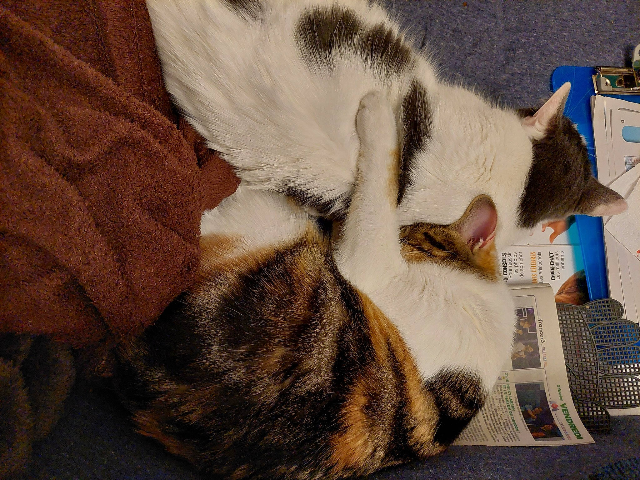 Hermione participe au concours pour gagner de l'argent avec cette photo : carnivore, cat, claw, comfort, domestic_short_haired_cat, felidae, fur, nap, paw, sleep, small_to_medium_sized_cats, snout, tail, whiskers