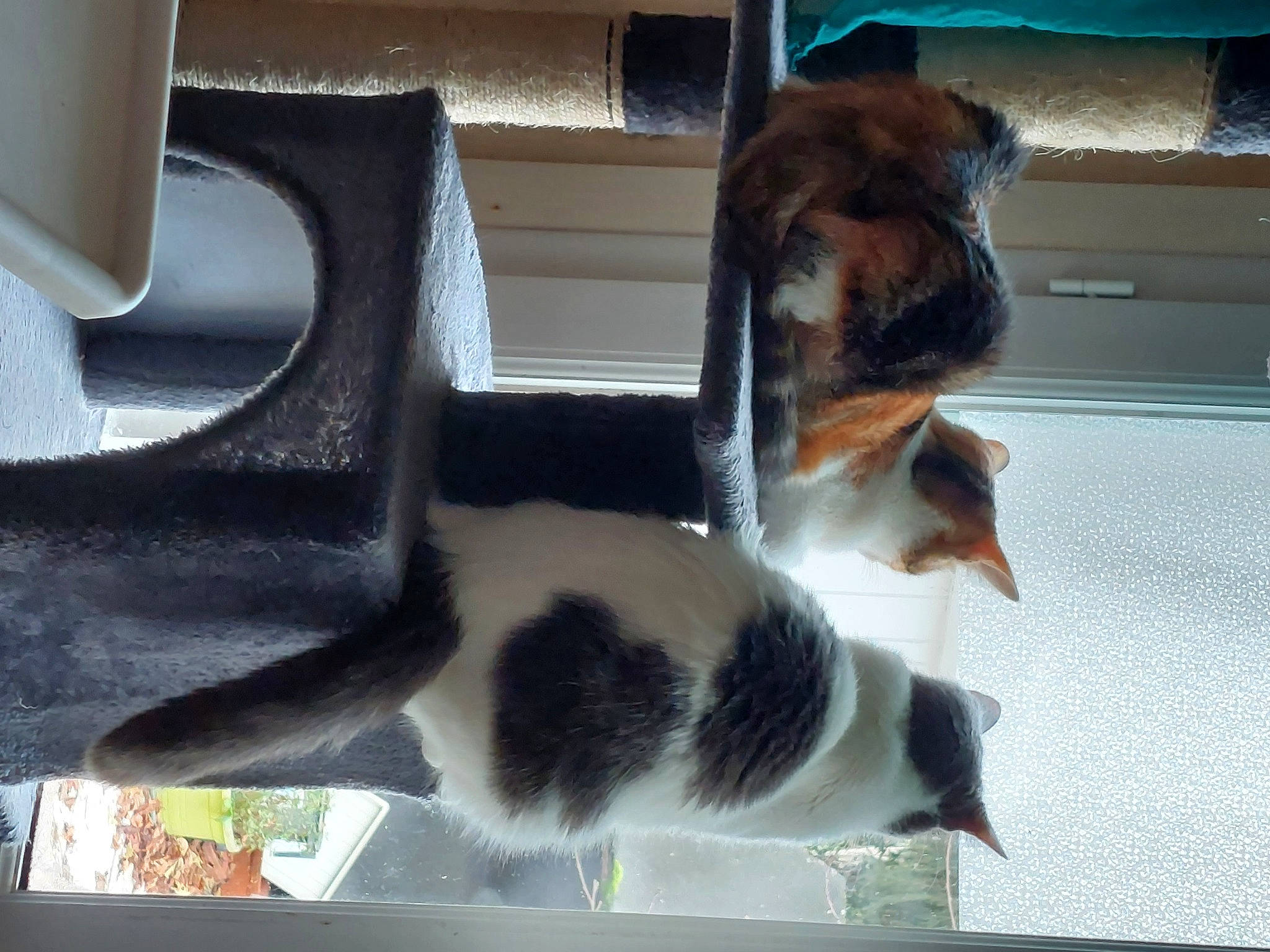 Hermione participe au concours pour gagner de l'argent avec cette photo : automotive_exterior, automotive_lighting, carnivore, cat, cat_supply, comfort, companion_dog, dog_breed, domestic_short_haired_cat, felidae, fender, fur, mammal, pet_supply, small_to_medium_sized_cats, snout, tail, vehicle_door, whiskers, window