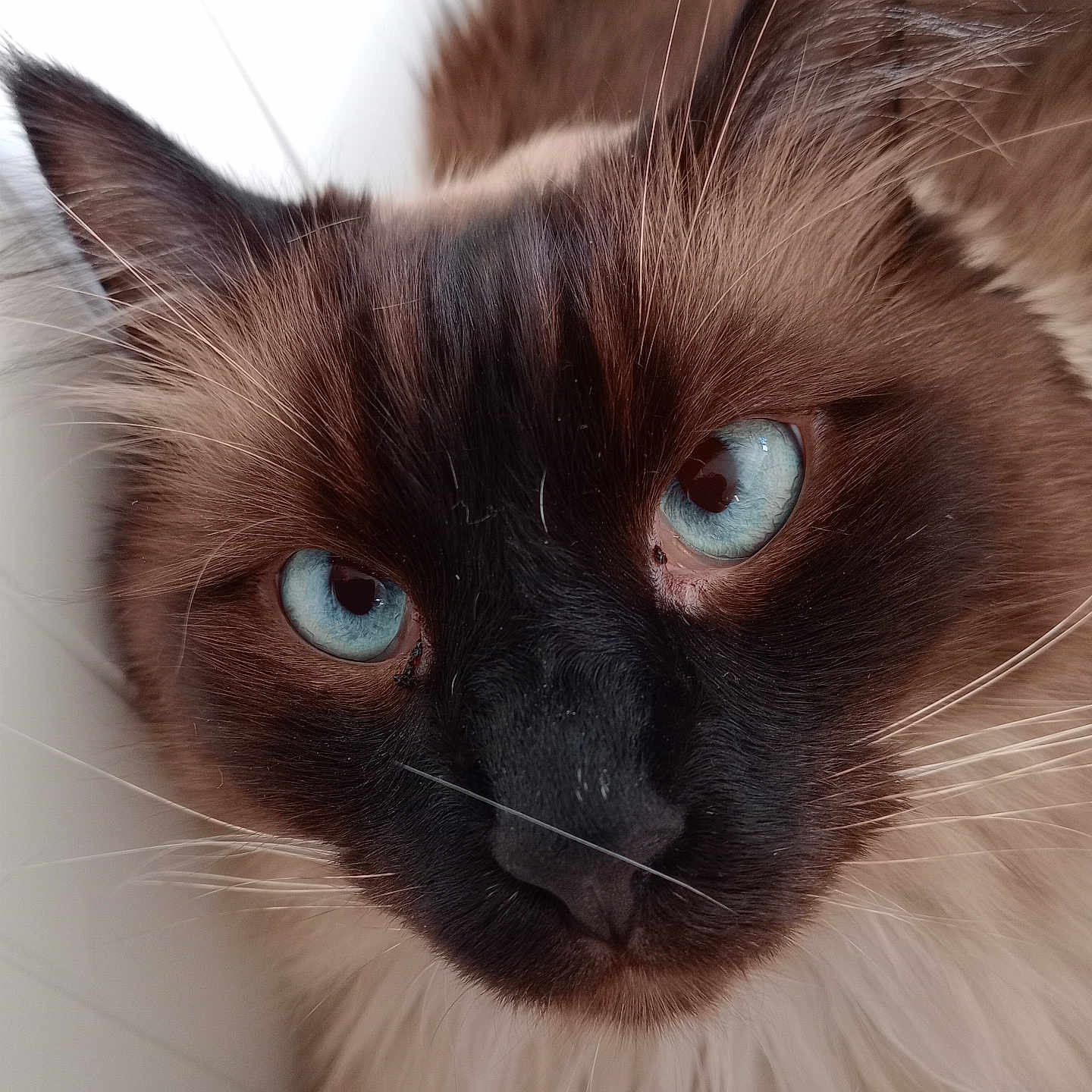 Doofi participe au concours pour gagner de l'argent avec cette photo : animal, blue_eyes, cat, close_up, curious, cute, domestic_cat, eye_contact, face, feline, fluffy, fur, indoor, mammal, pet, portrait, siamese, soft_light, whisker, whiskers