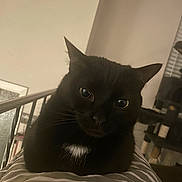 Maddie is registered to the contest to win money with this photo: animal, black_cat, cat, cat_tree, close_up, cozy, curious, domestic_cat, ears, eyes, feline, furniture, household, indoor, pet, relaxed, resting, striped_blanket, whiskers, white_patch