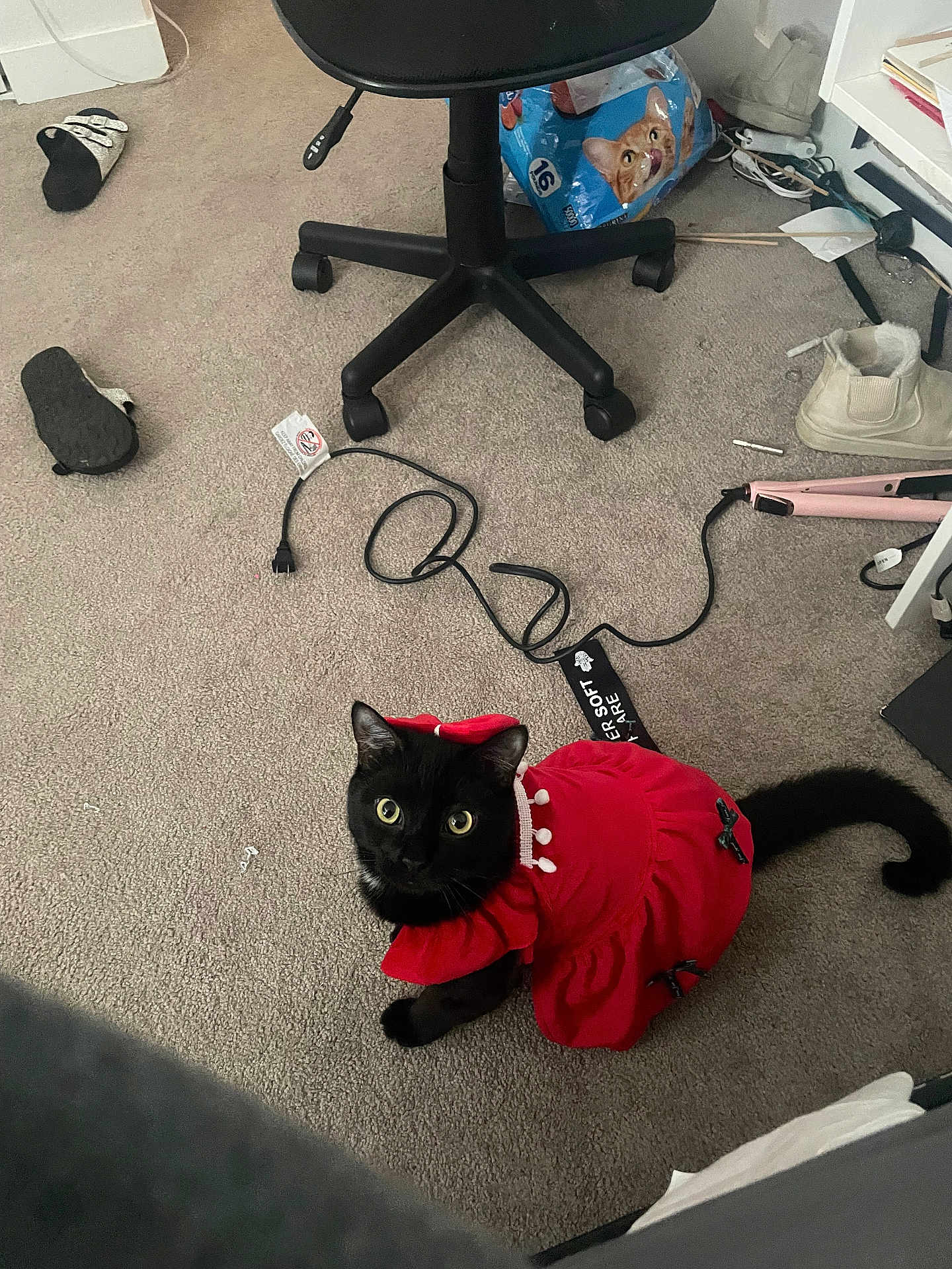 Maddie joined the competition — help win amazing prizes! black_cat, carpet, cat, cat_food_package, clothing, cord, curious, domestic, floor, furniture, hair_straightener, household_items, indoor, looking_up, pet, red_dress, rolling_chair, room, slippers, wide_eyes