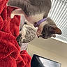 animal, cat, cozy, curious, domestic, ears, exploring, feline, indoor, kitten, pet, purple_collar, red_blanket, resting, soft_light, tail, television, two_cats, whiskers, window_blinds