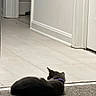 animal, carpet, cat, collar, curled_up, domestic_cat, floor, fur, gray_cat, hallway, home, indoor, peaceful, pet, quiet, relaxing, resting, side_view, sleeping, tile_floor