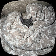 Soap joined the competition — help win amazing prizes! animal, beige, blanket, cat, comfort, cozy, cute, ears, face, fur, gray, indoor, kitten, pattern, pet, resting, snuggled, soft, tongue, white
