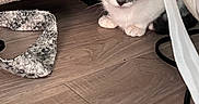 Soap joined the competition — help win amazing prizes! animal, cat, cat_tree, curious, cute, ears, fabric, floor, gray_and_white, indoor, kitten, paws, pet, playful, small, strip, toy, whiskers, wood_floor, young