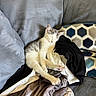 kitten, cat, sleeping, blanket, couch, pillow, cozy, indoor, pet, fur, resting, cute, small, animal, home, relaxation, soft, comfort, domestic, feline