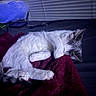 Regina is registered to the contest to win money with this photo: animal, bedroom, blanket, cat, cozy, domestic_animal, face_covering, feline, fur, indoor, paw, pet, quiet, relaxing, resting, sleeping, soft_light, tail, whiskers, window_blinds