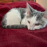 kitten, cat, animal, pet, sleeping, resting, feline, fur, white, gray, blanket, red, cozy, indoor, cute, small, young, ears, tail, soft