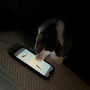 Regina joined the competition — help win amazing prizes! cat, smartphone, fish, digital, screen, paw, curious, indoor, dark, light, technology, pet, animal, tabby, white, bed, texture, playful, device, closeup