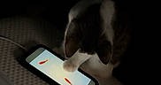 Regina joined the competition — help win amazing prizes! animal, bed, cat, closeup, curious, dark, device, digital, fish, indoor, light, paw, pet, playful, screen, smartphone, tabby, technology, texture, white