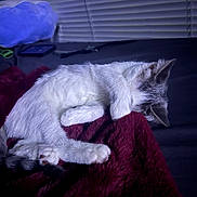 Regina joined the competition — help win amazing prizes! animal, bedroom, blanket, cat, cozy, curled_up, dark, domestic_cat, feline, fur, indoor, napping, paw, pet, quiet, relaxed, resting, sleeping, soft, window_blinds