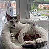 Regina is registered to the contest to win money with this photo: animal, bed, cat, cozy, curtain, daylight, ears, fur, gray, indoor, kitten, paw, pet, plush_toy, relaxing, resting, soft, whiskers, white, window