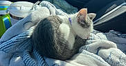 Regina is registered to the contest to win money with this photo: cat, kitten, sleeping, blanket, car_interior, sunlight, cozy, gray_and_white, pet, resting, travel_mug, seat, fur, domestic_animal, young_cat, cute, relaxation, soft_texture, companion, indoor