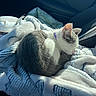 cat, kitten, sleeping, blanket, car_interior, sunlight, cozy, gray_and_white, pet, resting, travel_mug, seat, fur, domestic_animal, young_cat, cute, relaxation, soft_texture, companion, indoor