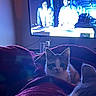Elinoir is registered to the contest to win money with this photo: kitten, cat, blanket, television, screen, indoor, couch, soft, warm, cozy, animal, pet, feline, curious, domestic, living_room, two_people, glowing_screen, dim_light, relax
