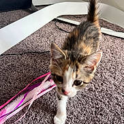 Elinoir joined the competition — help win amazing prizes! kitten, cat, carpet, ribbons, toy, indoor, curious, pet, feline, fur, whiskers, tail, walking, closeup, playful, young, animal, home, floor, furniture