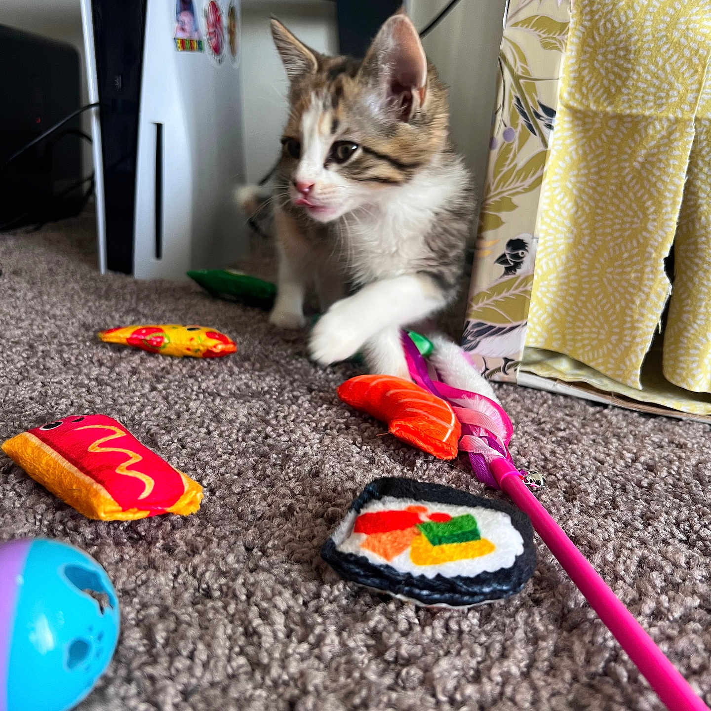 Elinoir is registered to the contest to win money with this photo: kitten, cat, toy, carpet, indoor, playful, colorful, sushi_toy, pink_wand, gaming_console, fabric_box, curious, pets, small_animal, feline, young_cat, floor, closeup, domestic_animal, cute