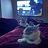 Elinoir is registered to the contest to win money with this photo: cat, cats, blanket, indoor, pet, feline, television, dim_light, cozy, resting, fur, bedroom, purple_blanket, animal, domestic_animal, cute, relaxing, living_room, soft_texture, curious