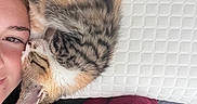 Elinoir joined the competition — help win amazing prizes! kitten, cat, person, face, smile, pillow, blanket, bed, resting, cozy, fur, tabby, cute, sleeping, closeup, indoor, comfort, nap, pet, animal