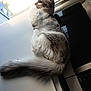 cat, fluffy, window, sunlight, appliance, kitchen, tail, feline, indoor, resting, looking, gray, white, fur, animal, pet, domestic, curious, relaxed, soft