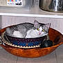Dz Zollo participe au concours pour gagner de l'argent avec cette photo : cat, animal, bowl, wooden_bowl, indoor, floor, container, pet, gray_and_white, resting, cute, curious, domestic_cat, feline, closeup, household, kitchen_shelf, decorative_bowl, object_stack, reflection