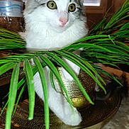 Dz Zollo participe au concours pour gagner de l'argent avec cette photo : cat, white_cat, green_leaves, golden_pot, indoor, table, curious, plant, pet, feline, leafy, domestic, animal, closeup, eyes, whiskers, fur, houseplant, bottle, background