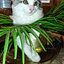 cat, white_cat, green_leaves, golden_pot, indoor, table, curious, plant, pet, feline, leafy, domestic, animal, closeup, eyes, whiskers, fur, houseplant, bottle, background