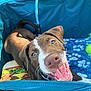 Cairoux joined the competition — help win amazing prizes! dog, puppy, smiling, blue_carrier, blanket, tennis_ball, outdoor, green_grass, sunlight, happy, closeup, pet, playful, canine, tongue_out, brown_and_white, fabric, leash, cheerful, animal
