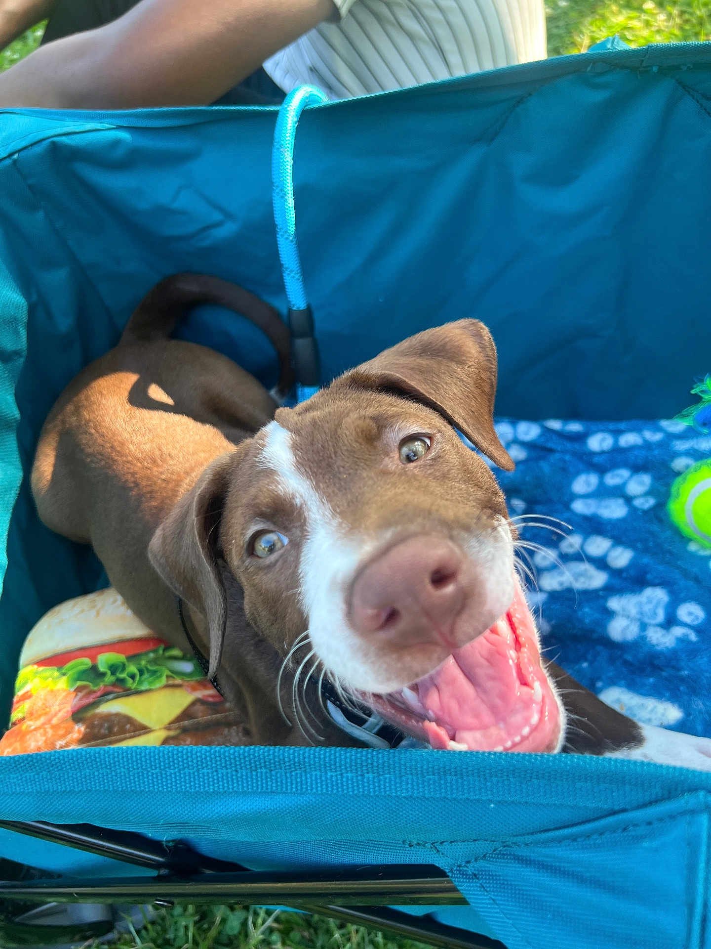 Cairoux joined the competition — help win amazing prizes! dog, puppy, smiling, blue_carrier, blanket, tennis_ball, outdoor, green_grass, sunlight, happy, closeup, pet, playful, canine, tongue_out, brown_and_white, fabric, leash, cheerful, animal