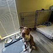 Cairoux joined the competition — help win amazing prizes! dog, indoor, flooring, dog_crate, dog_bowl, mat, window_blinds, collar, pet, brown_and_white, looking_up, wood_floor, empty_bowls, pet_bedding, metal_bowl, leash, waiting, furniture, home, floor_mat