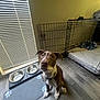 dog, indoor, flooring, dog_crate, dog_bowl, mat, window_blinds, collar, pet, brown_and_white, looking_up, wood_floor, empty_bowls, pet_bedding, metal_bowl, leash, waiting, furniture, home, floor_mat