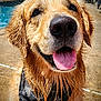 Siri joined the competition — help win amazing prizes! golden_retriever, dog, wet_fur, tongue_out, bandana, camo_pattern, close_up, outdoor, poolside, sunlight, happy, pet, animal, canine, face, fur, tongue, smiling, summer, water