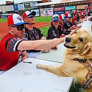 Siri joined the competition — help win amazing prizes! dog, golden_retriever, service_dog, dog_vest, baseball_player, baseball_field, sports_event, signing_table, autograph, hat, sunglasses, smiling, outdoor, grass, stadium, team, people, crowd, happy, event