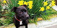 Vana participe au concours pour gagner de l'argent avec cette photo : accessories, animal, bulldog, canine, daffodil, daisy, dog, flower, flowerarrangement, geranium, grass, labradorretriever, leaf, outdoors, pet, petal, plant, pottedplant, puppy, strap