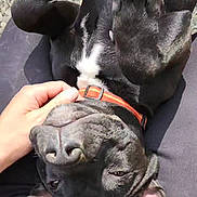 Vana a rejoint le concours — aidez-le/la à gagner de superbes lots ! animal, black_dog, casual, closeup, collar, dog, fur, hand, lap, nails, outdoor, paws, person, pet, playing, relaxed, resting, rock, sunlight, upside_down