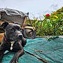 animal, black_dog, cloudy_sky, collar, dog, flora, garden, green_tarp, ground, nature, outdoor, pet, plants, red_roses, relaxing, resting, shrubbery, wheel, wheelbarrow, wood