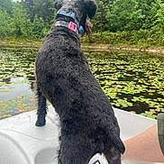 Josie joined the competition — help win amazing prizes! dog, black_dog, collar, water, pond, lily_pads, trees, forest, nature, outdoor, boat, animal, fur, canine, summer, daytime, greenery, reflection, lake, landscape