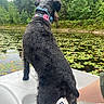 dog, black_dog, collar, water, pond, lily_pads, trees, forest, nature, outdoor, boat, animal, fur, canine, summer, daytime, greenery, reflection, lake, landscape