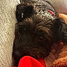 dog, black_dog, close_up, resting, couch, blanket, red_sleeve, furry, pet, cozy, snuggling, indoor, relaxed, fur, canine, companion, comfort, home, laying, soft_texture