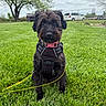 Josie is registered to the contest to win money with this photo: dog, black_dog, pet, grass, outdoor, tree, van, leash, collar, harness, sky, cloudy, greenery, animal, mammal, cute, sitting, portrait, nature, daytime